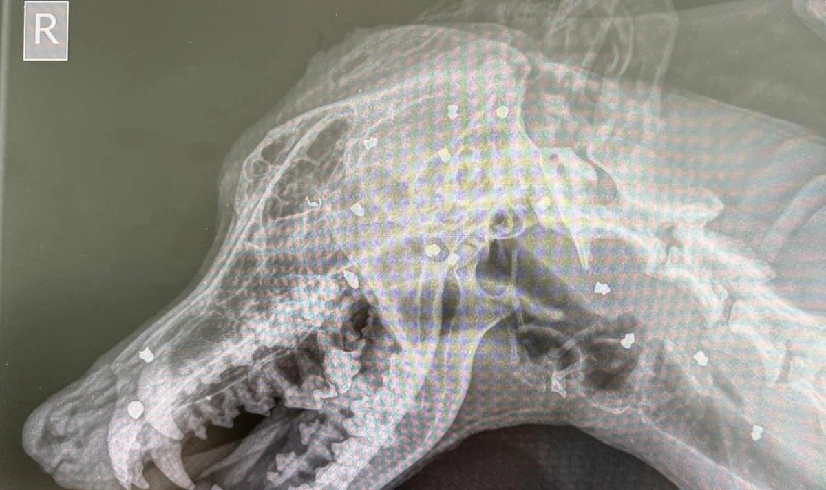 Wstrząsający przypadek znęcania się nad zwierzęciem w Niemczech. Pies z Budziszyna został postrzelony aż 42 razy w głowę z wiatrówki. Policja zatrzymała już domniemanego sprawcę, a czworonożny bohater tej historii, dziś znany jako "Keks", powoli wraca do zdrowia w nowym, bezpiecznym domu.