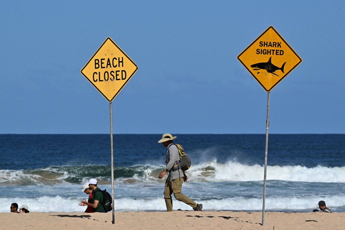 ​Surfer zmarł po ataku rekina. Miasto zamyka plaże