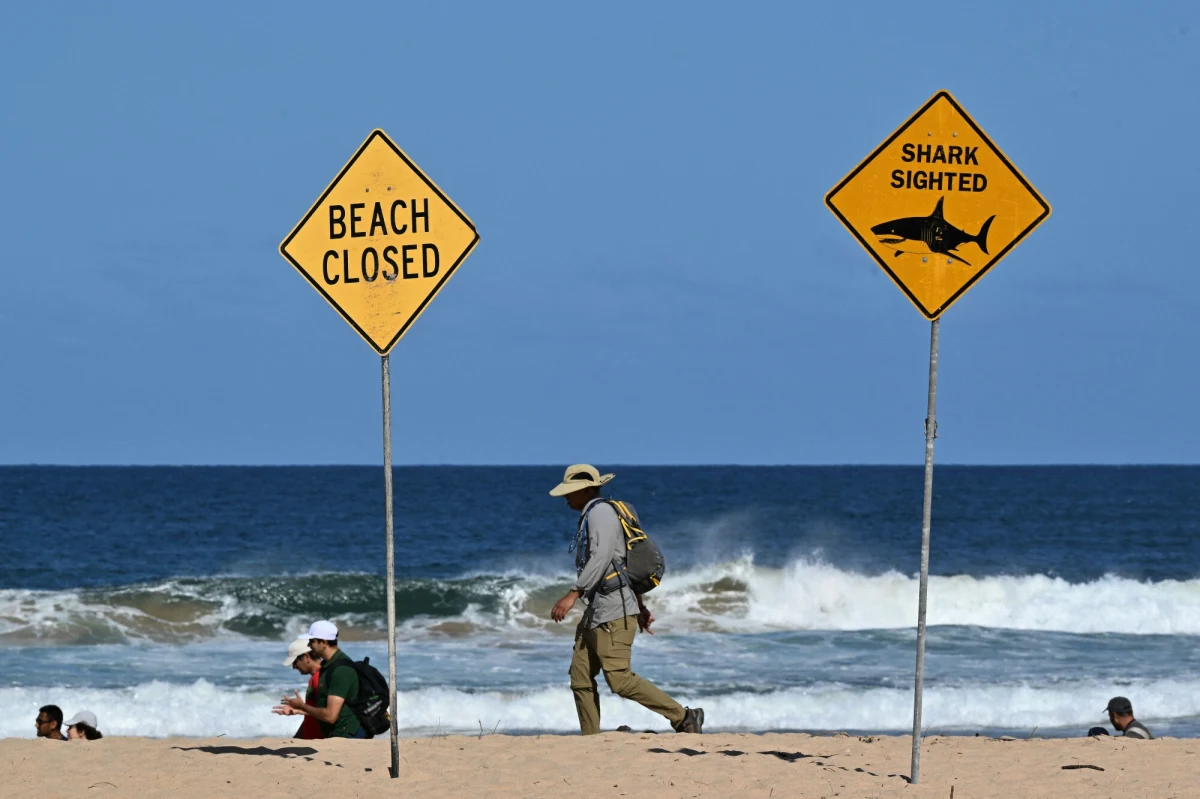 Do ataku rekina doszło w sobotę u wybrzeży Sydney na wschodzie Australii. Surfer zmarł na skutek odniesionych ran. Ze względów bezpieczeństwa plaże w tej części miasta zamknięto.