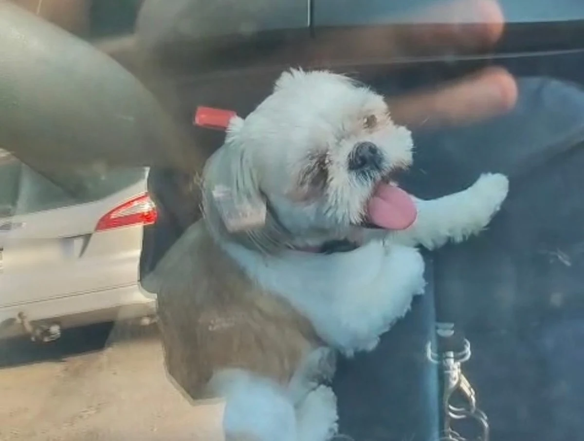 Brakiem odpowiedzialności wykazał się właściciel bmw z Lubonia (Wielkopolskie). Policjanci zostali wezwani do psa pozostawionego w zamkniętym samochodzie podczas upału. Temperatura na zewnątrz sięgała niemal 30 stopni Celsjusza, co sprawiło, że wnętrze pojazdu stało się śmiertelną pułapką dla zwierzęcia. Na szczęście pomoc nadeszła w porę. 