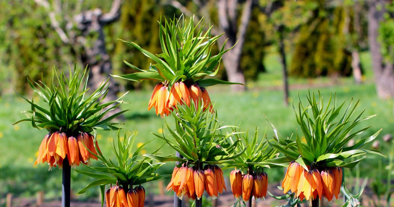 Jesienią koniecznie posadź w ogrodzie. Pięknie wygląda i odstrasza szkodniki