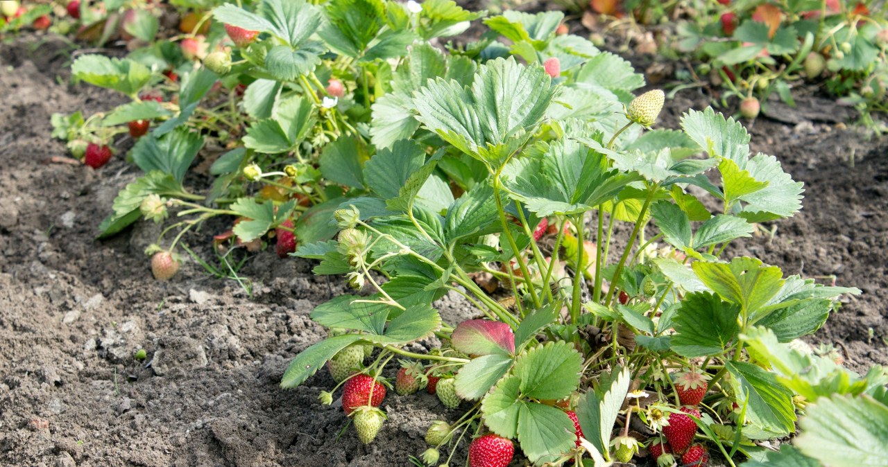 Nie sadź ich w miejscu po pomidorach. Krzaczki wiosną nie dadzą owoców