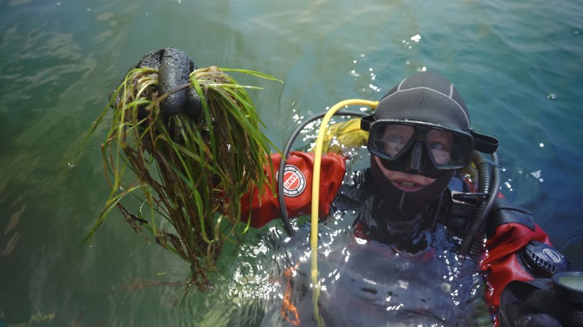 W Zatoce Puckiej rozpoczęto pilotażowy projekt odtwarzania łąk podwodnych, które przez dekady znikały z dna Bałtyku. Naukowcy i ekolodzy podkreślają, że to kluczowy krok dla poprawy kondycji ekosystemu morskiego, walki ze zmianami klimatu i ochrony bioróżnorodności. "Mogę powiedzieć, że nasze sadzonki się przyjęły. Mają się dobrze, są w dobrej kondycji" – mówi RMF FM dr Aleksandra Zgrundo z Uniwersytetu Gdańskiego. 