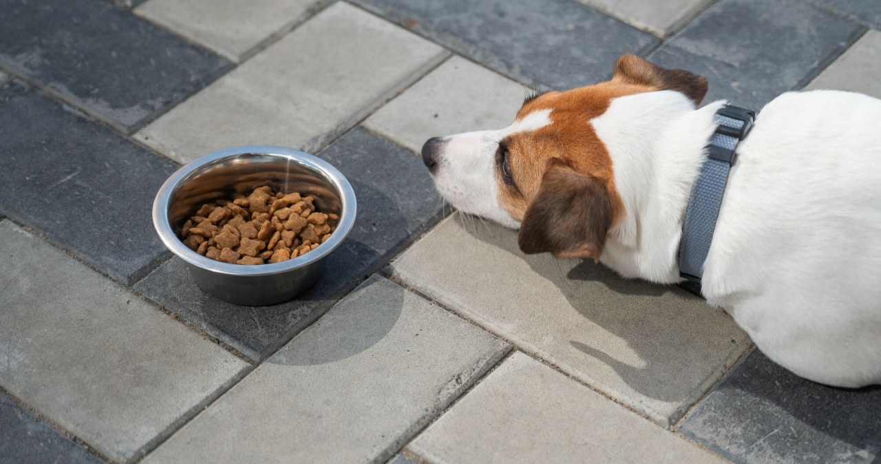 Boom na karmę dla zwierząt. Polska staje się centrum produkcyjnym