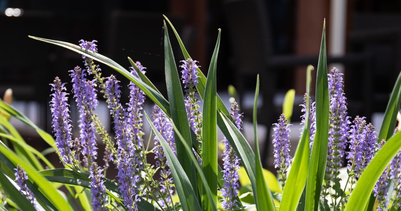 Wygląda jak wrzosy, a kwitnie znacznie dłużej. Bez problemu przezimuje w ogrodzie
