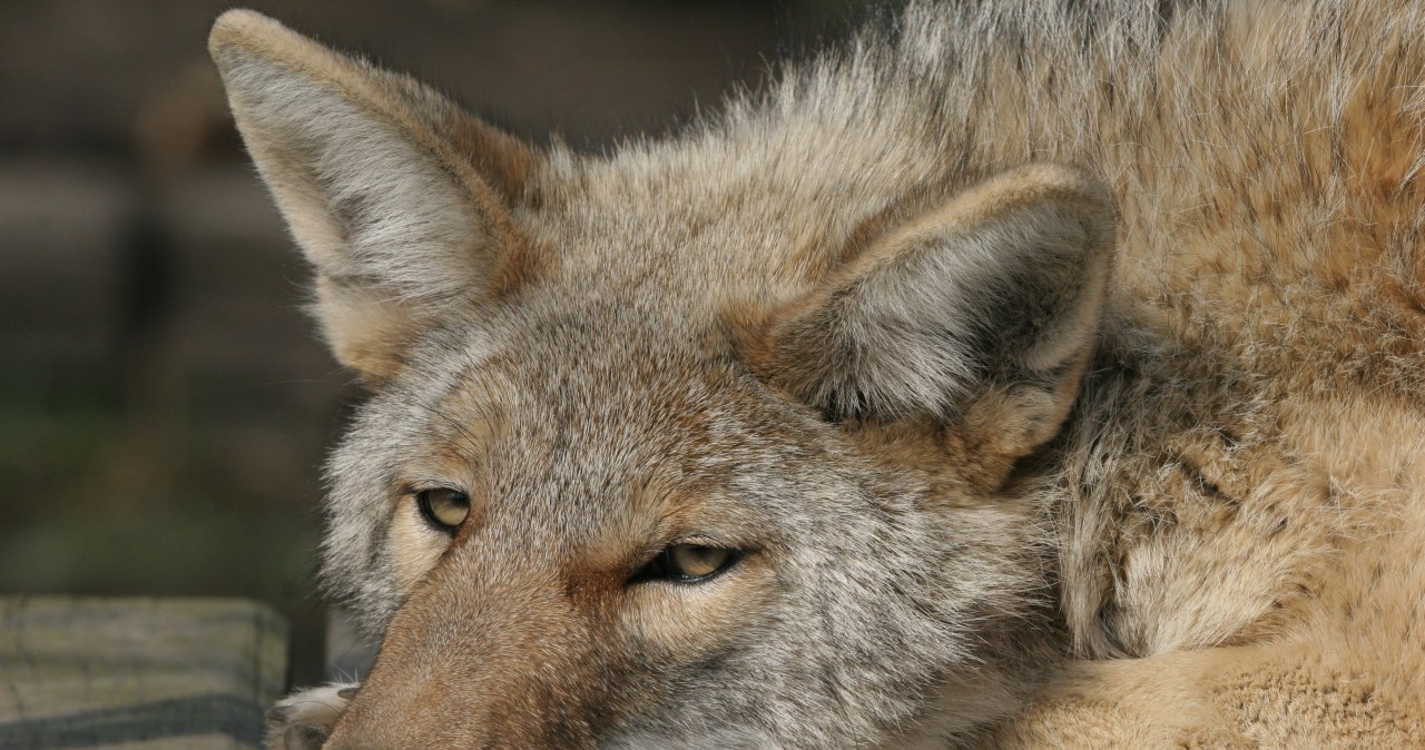 Drapieżniki są coraz liczniejsze w mieście. Musimy się przyzwyczaić
