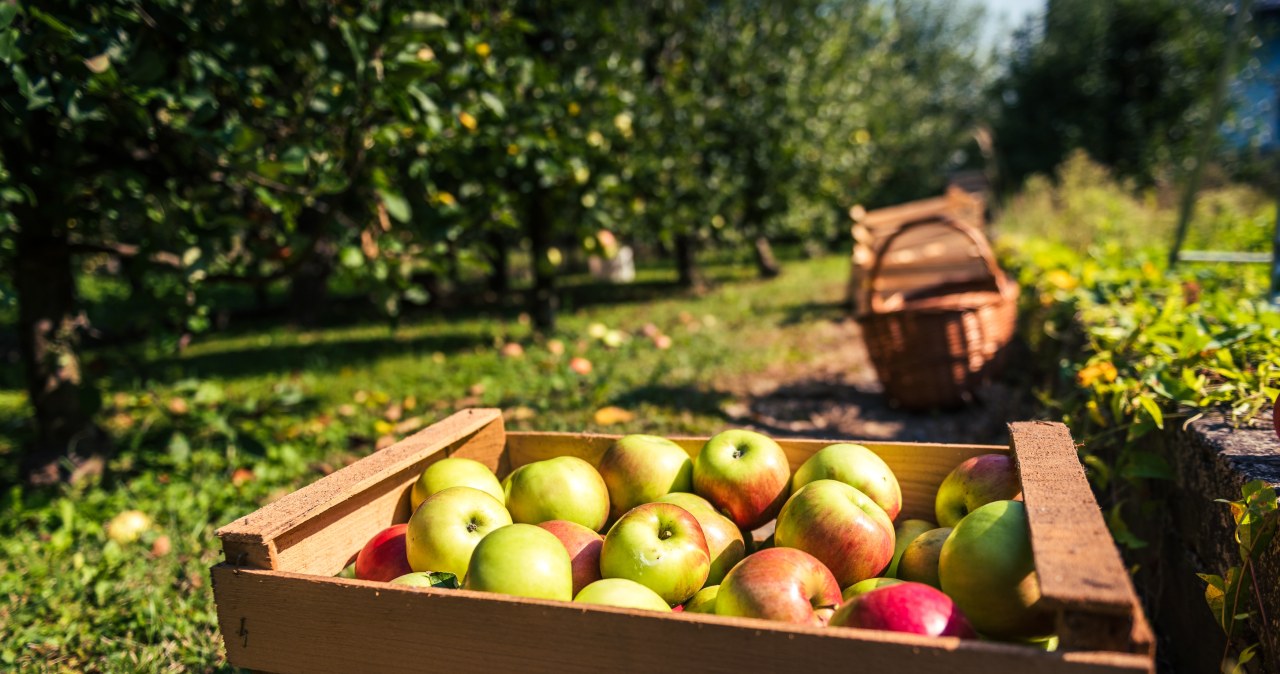 Jedz dwa jabłka każdego dnia. Wyniki badań krwi cię zaskoczą