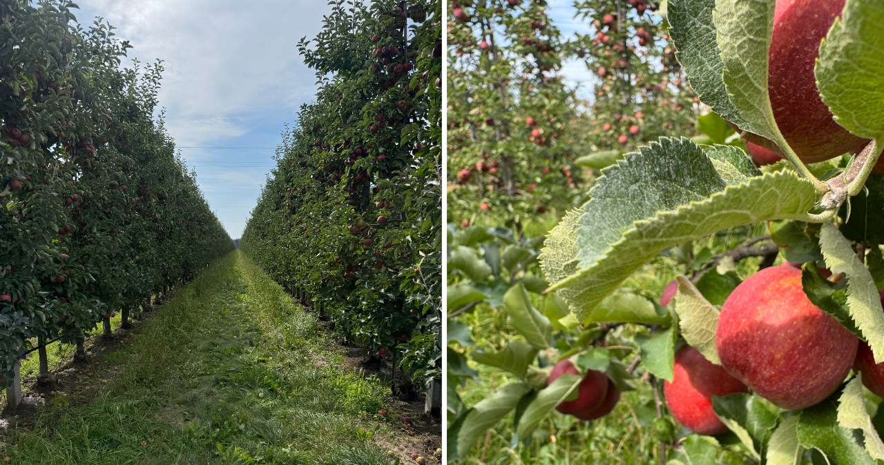 Wspomaga pracę jelit i reguluje trawienie. Jedz raz dziennie