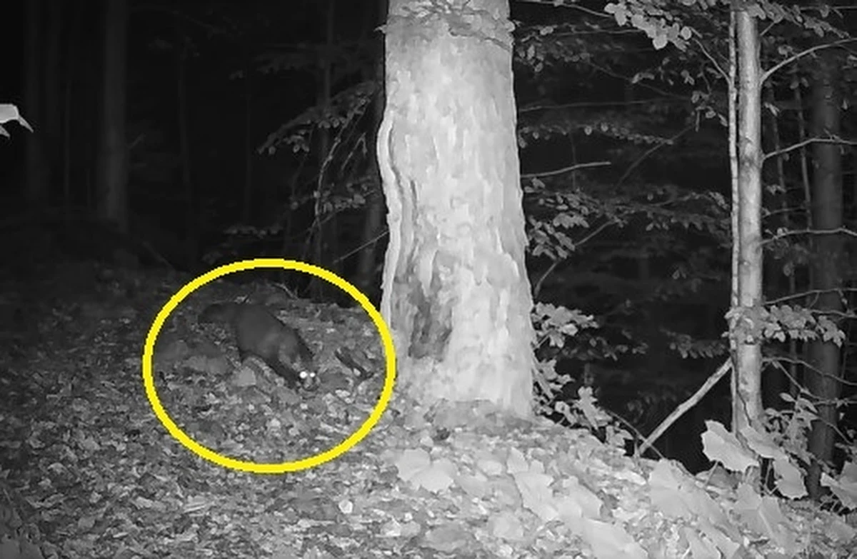 Fotopułapka zamontowana w Tatrzańskim Parku Narodowym zarejestrowała 28 sierpnia obecność jenota – inwazyjnego drapieżnika, którego pojawienie się budzi niepokój wśród przyrodników. To już kolejny sygnał, że nawet najdziksze zakątki Polski nie są wolne od obcych gatunków, które mogą zaburzyć delikatną równowagę górskiej fauny.