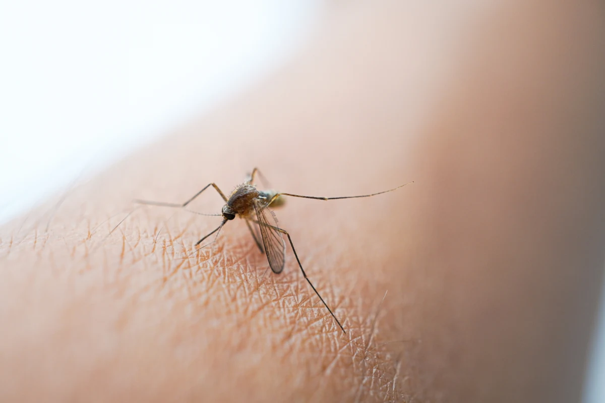 Najnowsze badania przeprowadzone podczas festiwalu muzycznego pokazały, że osoby pijące piwo są znacznie bardziej atrakcyjne dla komarów niż abstynenci. Naukowcy wskazują także na inne czynniki, które mogą zwiększać ryzyko ukąszeń.