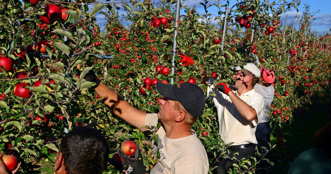 Takie będą ceny jabłek w tym roku. Pogoda znowu zniszczyła wiele upraw