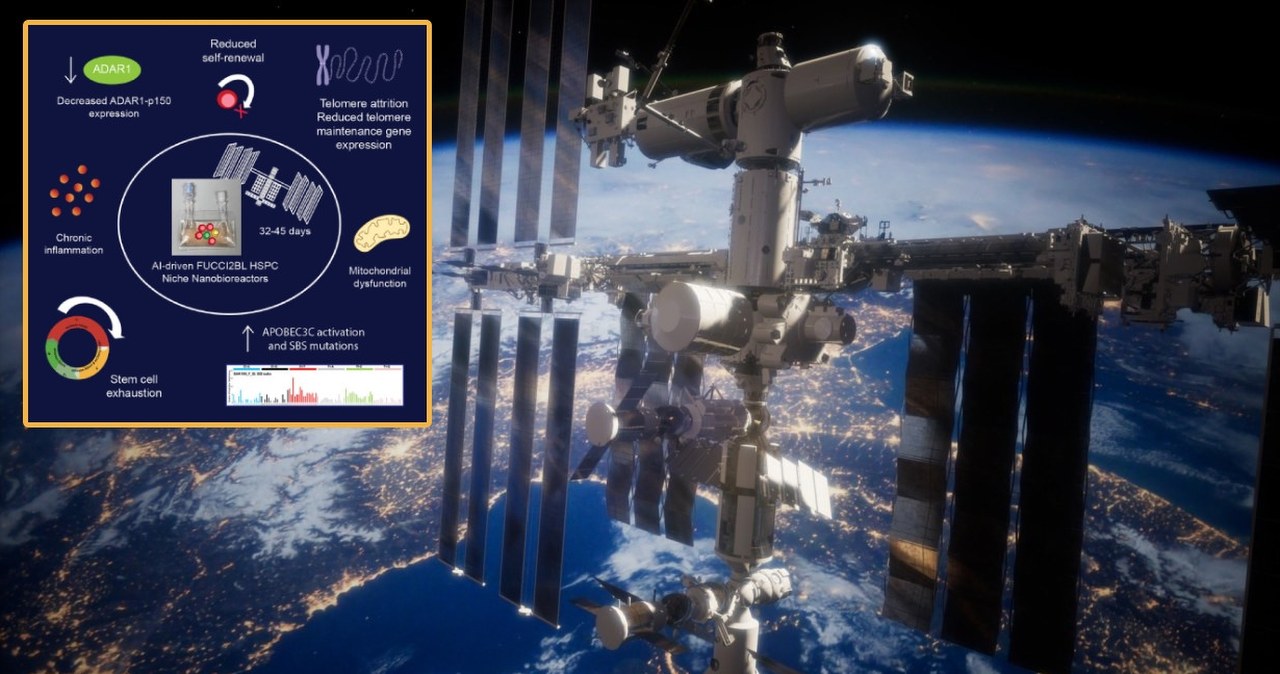 Naukowcy odkryli, iż z komórkami dzieje się coś dziwnego w kosmosie