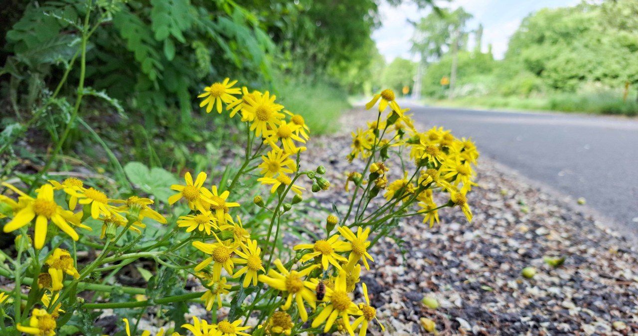 Idziesz na spacer, uważaj na tę roślinę. Lasy Państwowe wydały ostrzeżenie