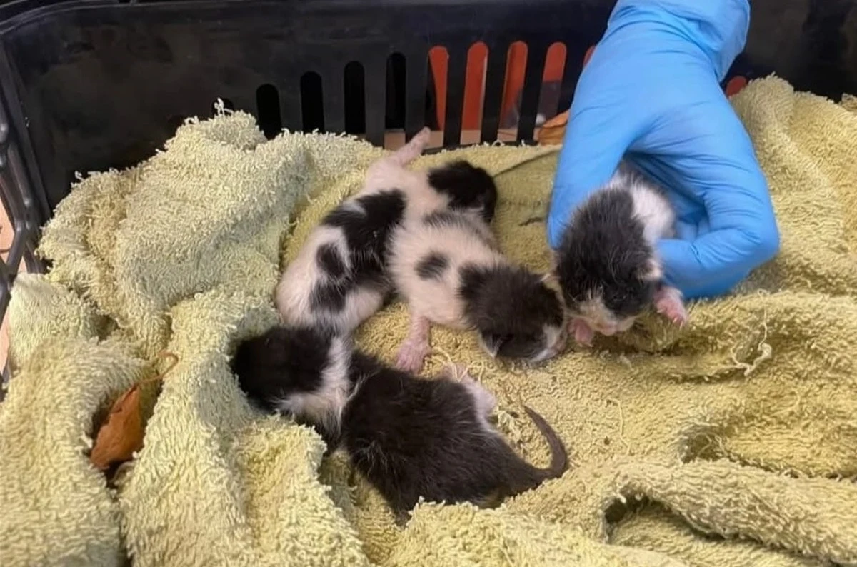 Dwaj młodzi mieszkańcy Osieka (woj. małopolskie) uratowali cztery kocięta, które ktoś porzucił w reklamówce do śmietnika. Policja prowadzi śledztwo w sprawie tego bulwersującego czynu.