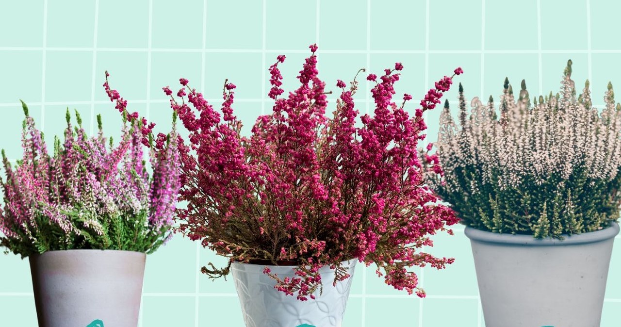 Trzy wrzosy i jeden wybór. Wynik powie ci więcej, niż się spodziewasz