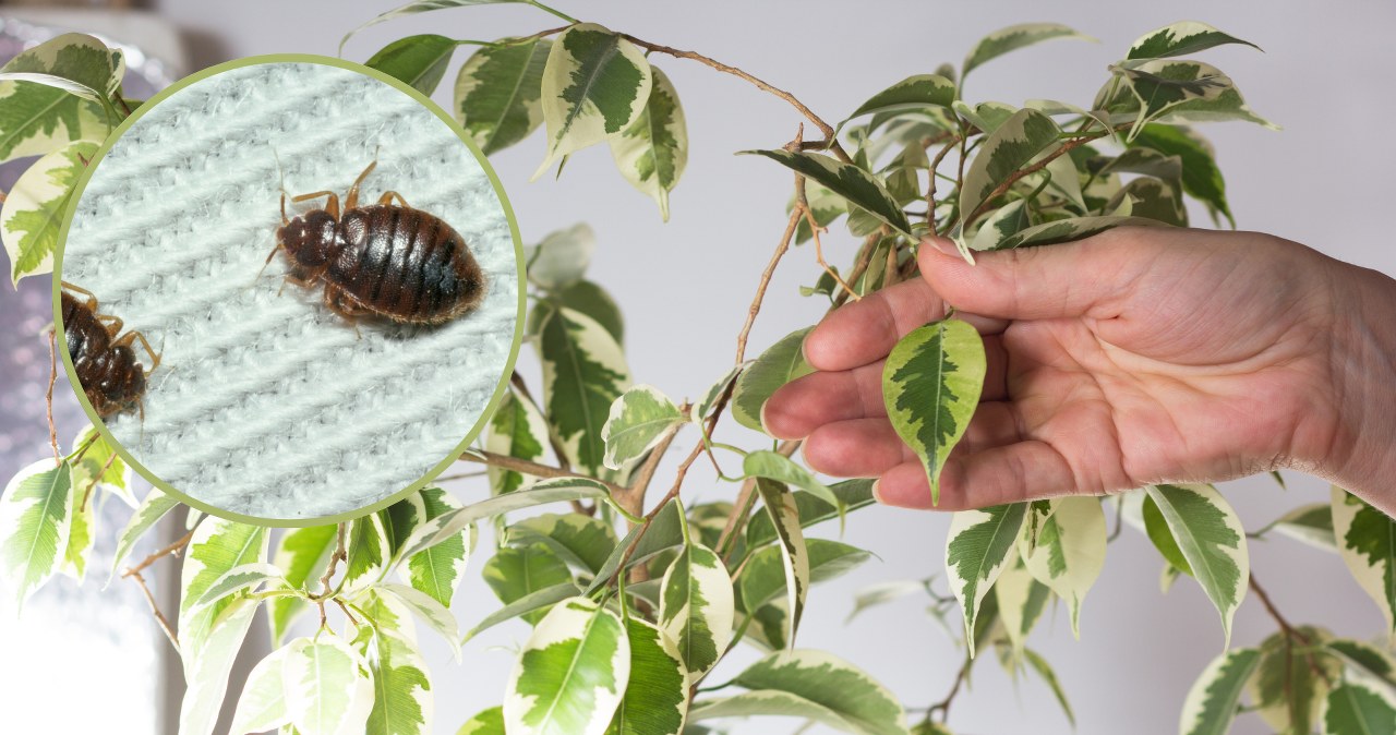 Rośliny, które przyciągają pluskwy. Lepiej usuń je z domu