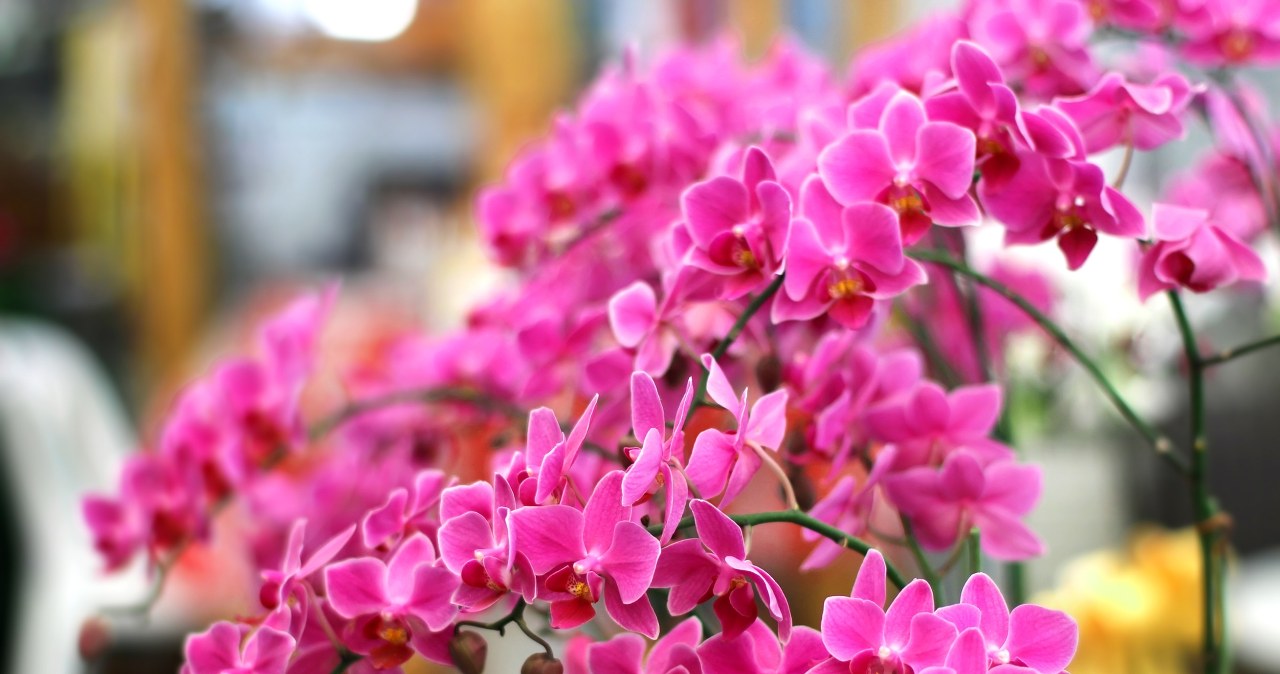 Weź z szafki i stosuj do storczyka. Zdziwisz się, jak gwałtownie zakwitnie