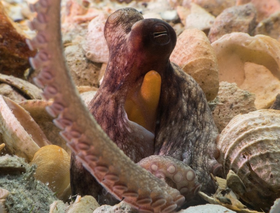 /Chelsea Bennice, Florida Atlantic University /Materiały prasowe