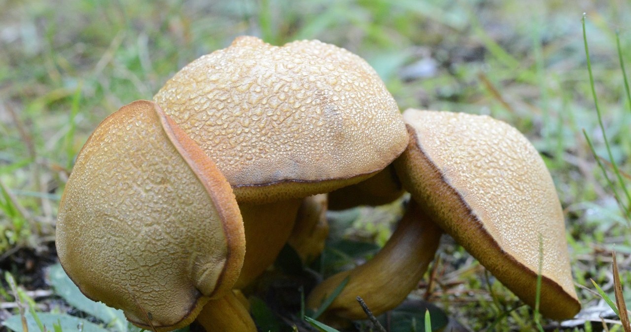 To najlepszy grzyb do marynowania. Sprawdź, gdzie go znaleźć