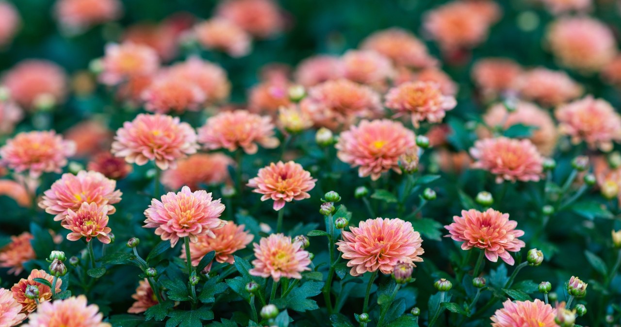 Chryzantemy nie kwitną? Wystarczy, iż zmienisz to, a gwałtownie pojawią się pąki