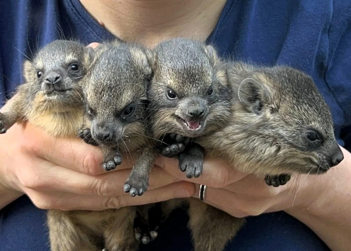 Warszawskie zoo ma powody do dumy - tego lata na świat przyszło aż sześć młodych góralków skalnych. Te niezwykle samodzielne zwierzęta od pierwszych chwil życia zaskakują swoimi umiejętnościami i urokiem. Co więcej, góralki mają bardzo nietypowych krewnych, a część z nich właśnie rozpoczęła nowy rozdział życia w czeskim Brnie.