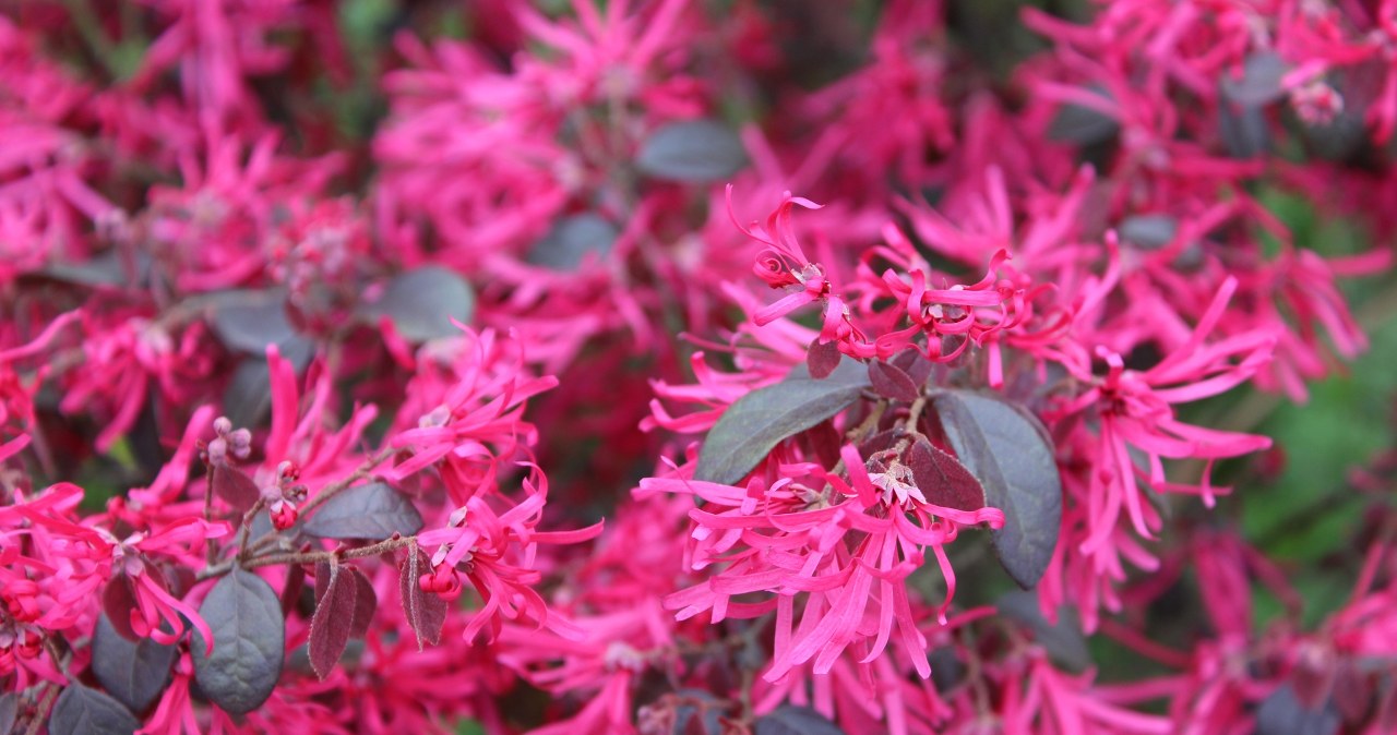 Ta roślina kwitnie, gdy wszystko inne zamarza. Posadź ją teraz, a zimą będzie zachwycała