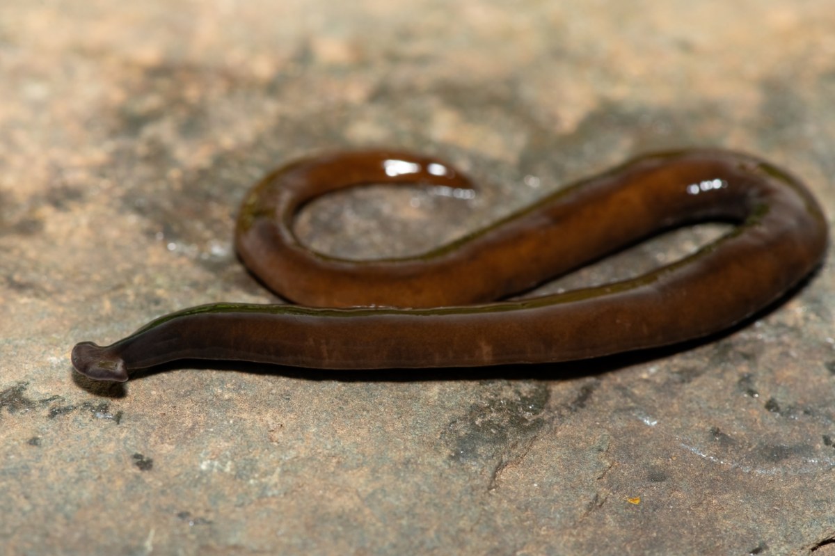 ​Inwazyjny gatunek z Azji atakuje USA. Eksperci ostrzegają