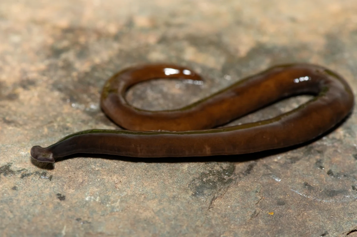 Pochodzący z Azji inwazyjny gatunek toksycznych płazińców coraz częściej pojawia się w różnych regionach Stanów Zjednoczonych. Jego obecność budzi niepokój wśród naukowców i ekologów, ponieważ może poważnie zagrozić lokalnym ekosystemom oraz wpłynąć na zdrowie ludzi i zwierząt domowych.