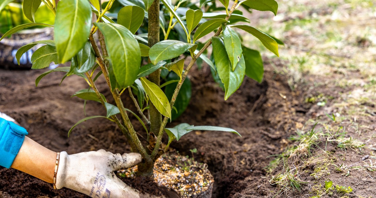 Jesienne sadzenie wiśni zacznie się niedługo - nie przegap tego terminu!