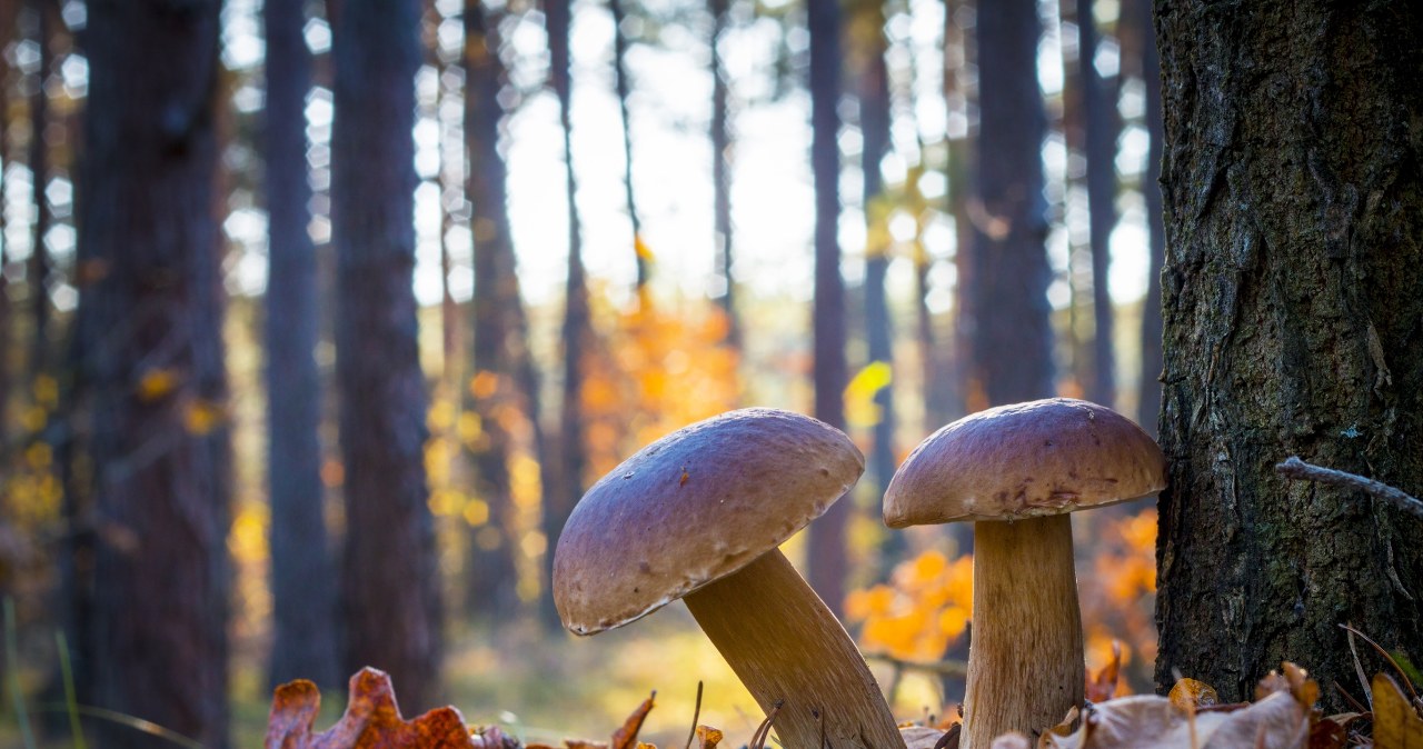 Po deszczu w lesie dzieje się magia - dlaczego grzyby tak gwałtownie rosną?