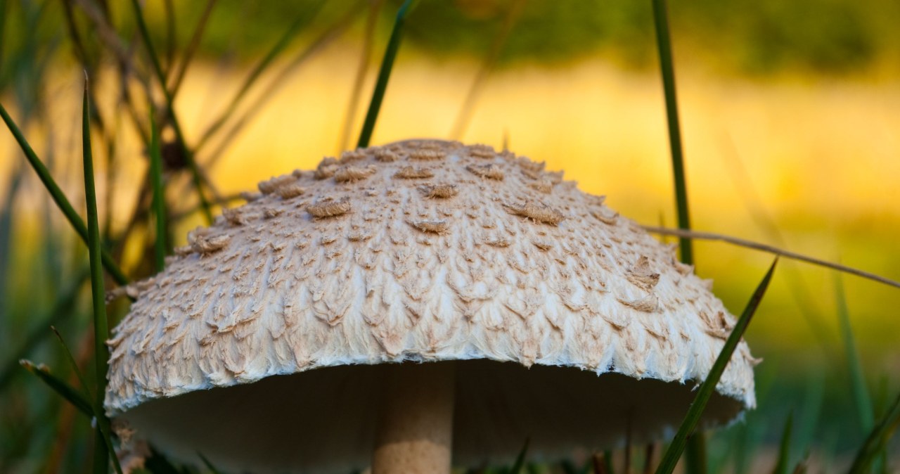 "Zaczął się drugi w tym roku wysyp kań". Gdzie warto udać się na grzyby w weekend?