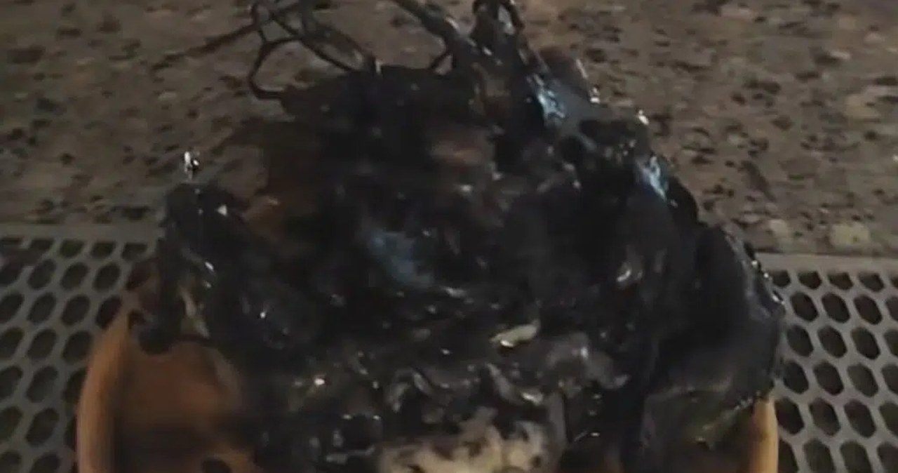 "Obca forma życia" z meteorytu. Nagrania podbijają TikTok. Co to naprawdę?