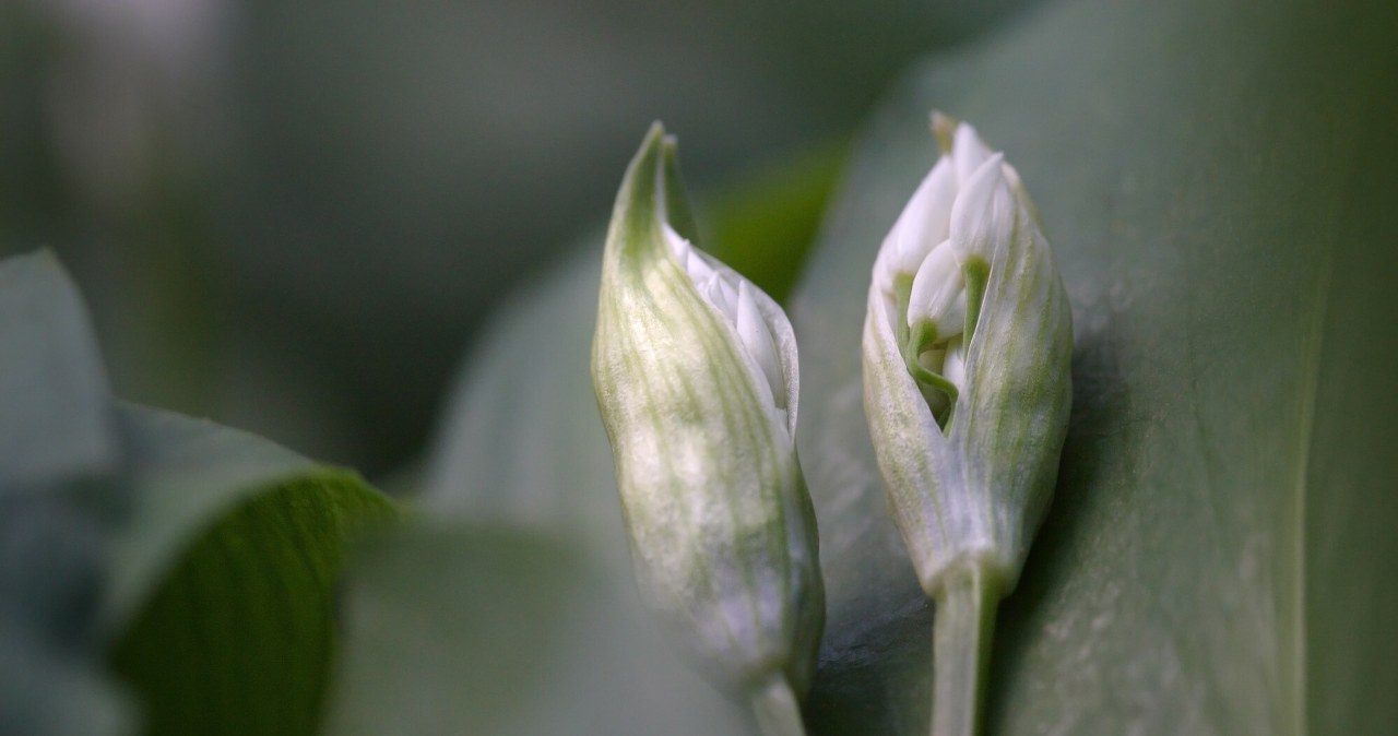Już teraz posadź go w swoim ogrodzie. Na wiosnę obficie obrodzi