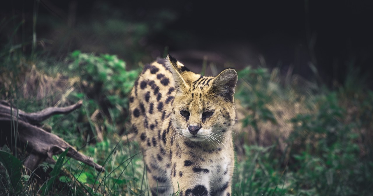 Dziki kot z Afryki w polskim lesie. Apel o ostrożność