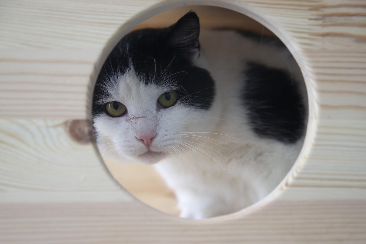 Wirtualna adopcja psa lub kota. Schronisko w Krakowie zaprasza i prosi o wsparcie