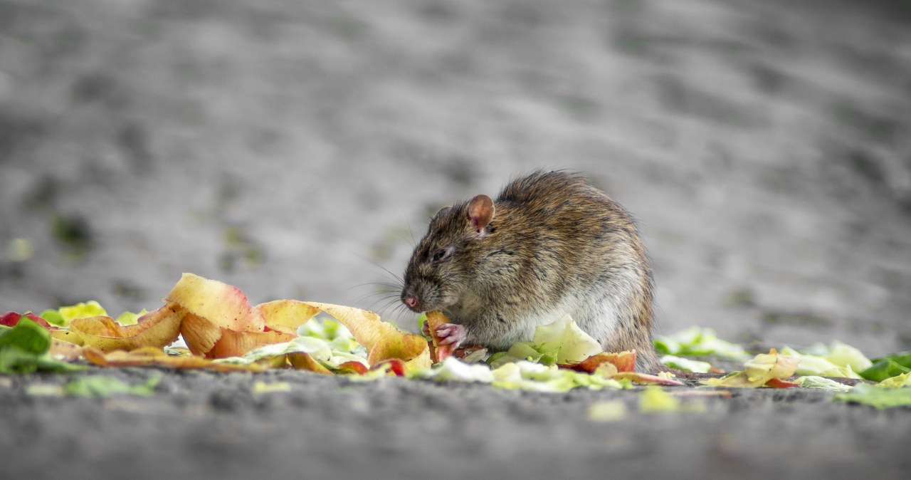 Szczury lgną do tego miejsca w ogrodzie. Sami je zachęcamy