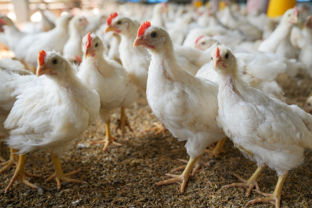 Chiński rynek znów otwarty dla Polaków. Podpisano kluczową umowę