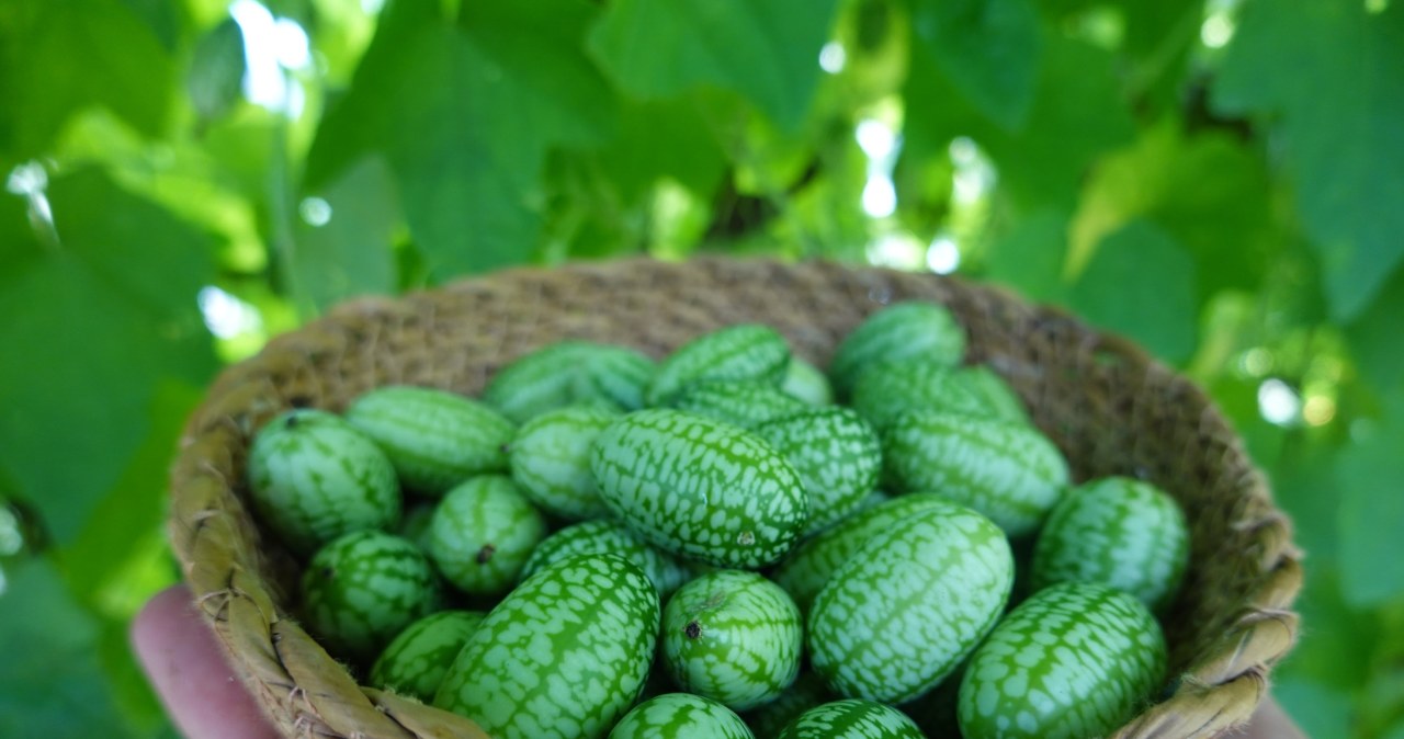 Egzotyczny przysmak z Meksyku. Mysi melon świetny na jelita i odchudzanie