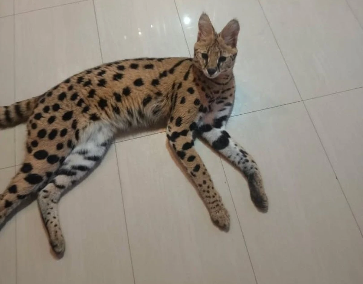 Policjanci z Buska-Zdroju (woj. świętokrzyskie) szukają serwala sawannowego, który uciekł z prywatnej posesji. Jak podkreślają, ta sprawa nie łączy się z historią przedstawiciela tego samego gatunku, którego widziano w lesie na Dolnym Śląsku.