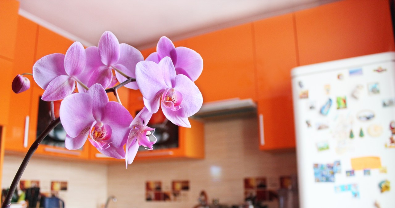 Czy storczyki mogą stać w kuchni? Wiele osób wciąż popełnia ten błąd