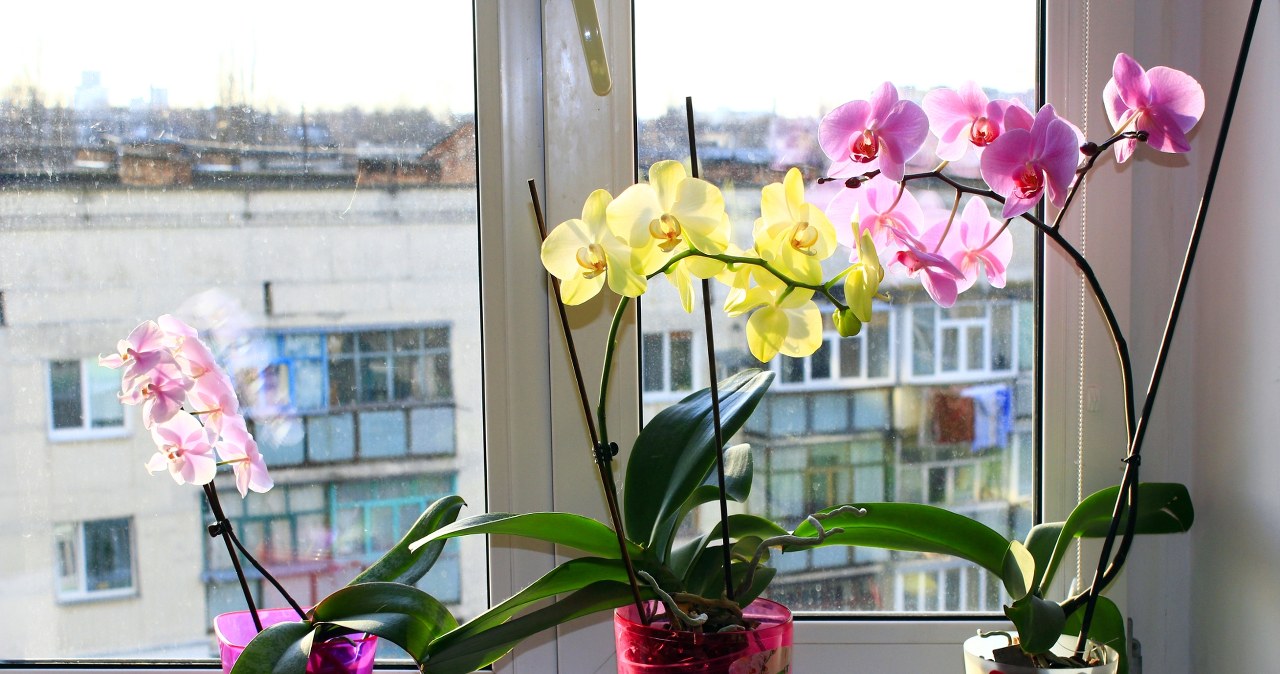 W tych domowych roślinach mogą schować się pluskwy. Na co zwrócić uwagę?