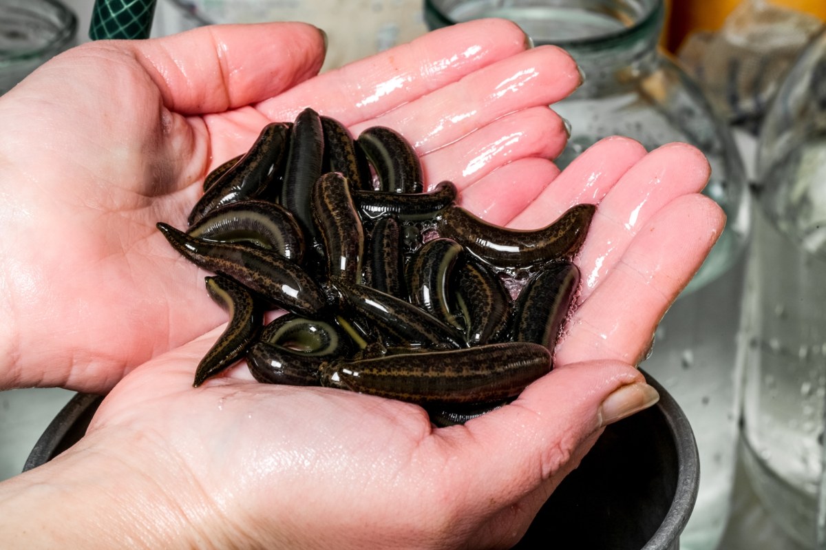 ​Niecodzienna niespodzianka w bucie. Leśnik ostrzega