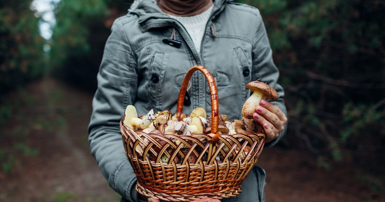 Najzdrowsze grzyby z polskich lasów. Po które warto sięgnąć na grzybobraniu?