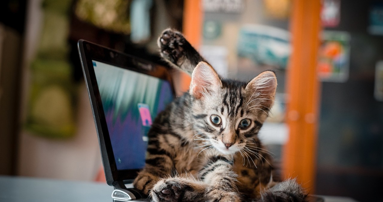 Dlaczego koty wylegują się na klawiaturach laptopów? Jest jeden trop