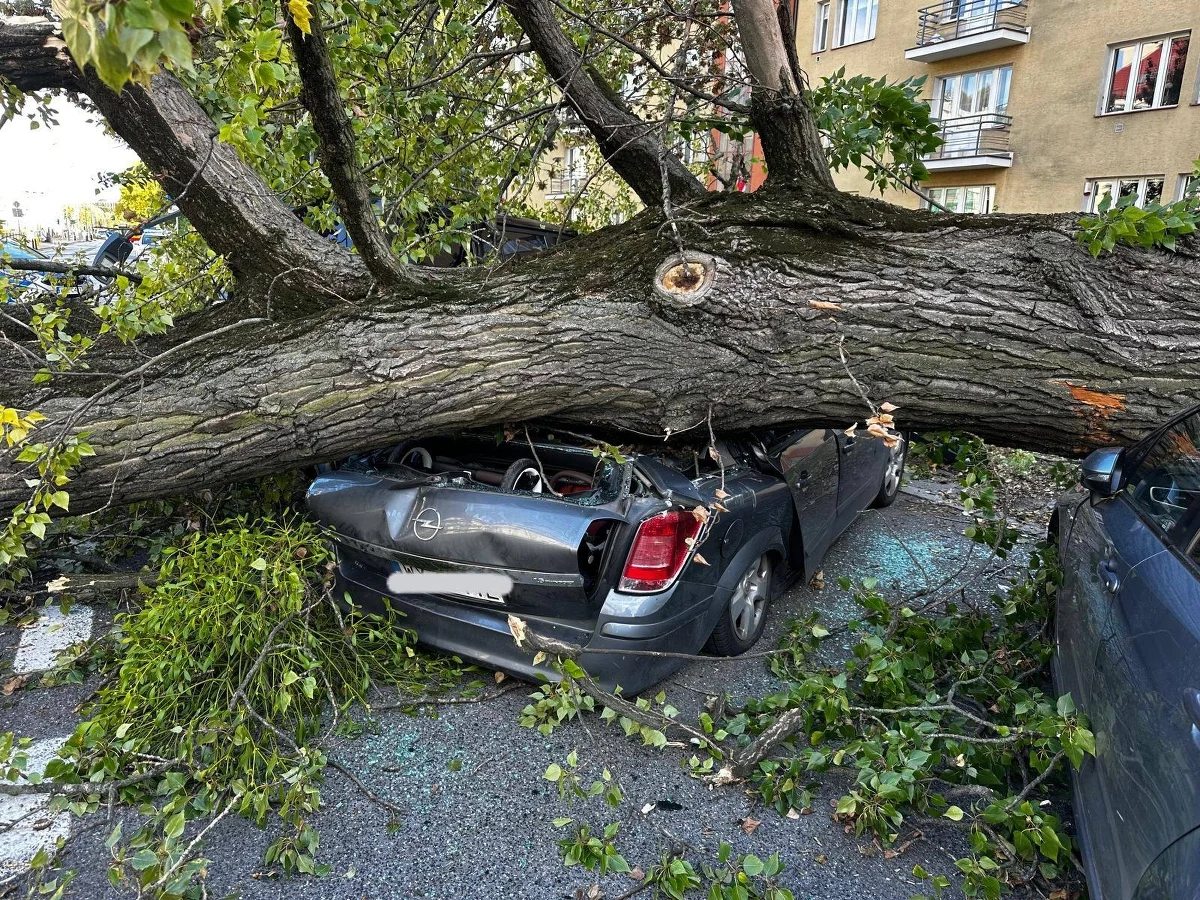 Niebezpieczna sytuacja miała miejsce we wtorek po południu w Warszawie. Na auta zaparkowane przy ul. Słowackiego runęło drzewo. W jednym z nich znajdowały się wówczas dwie osoby.