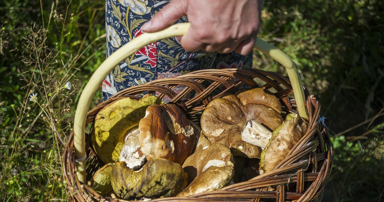 Zaczyna się wysyp borowików w polskich lasach. Podano konkretne lokalizacje