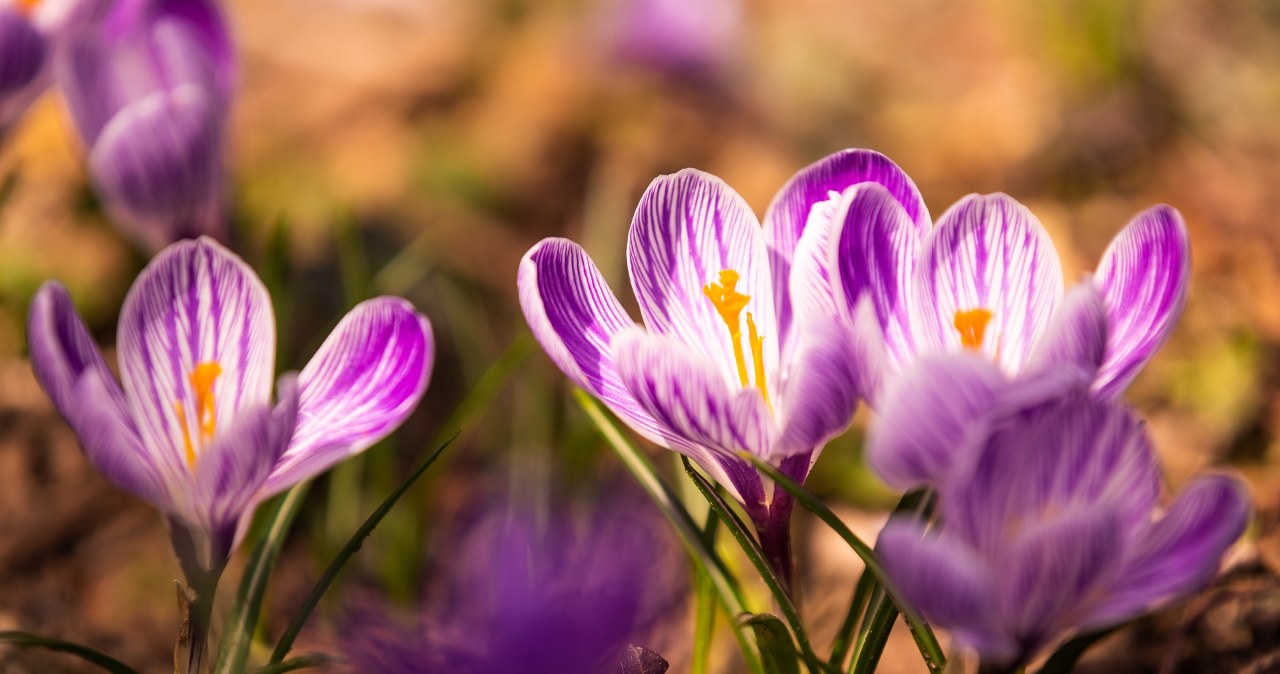 Te krokusy kwitną jesienią. Wszyscy pozazdroszczą ci kolorowego dywanu w ogrodzie