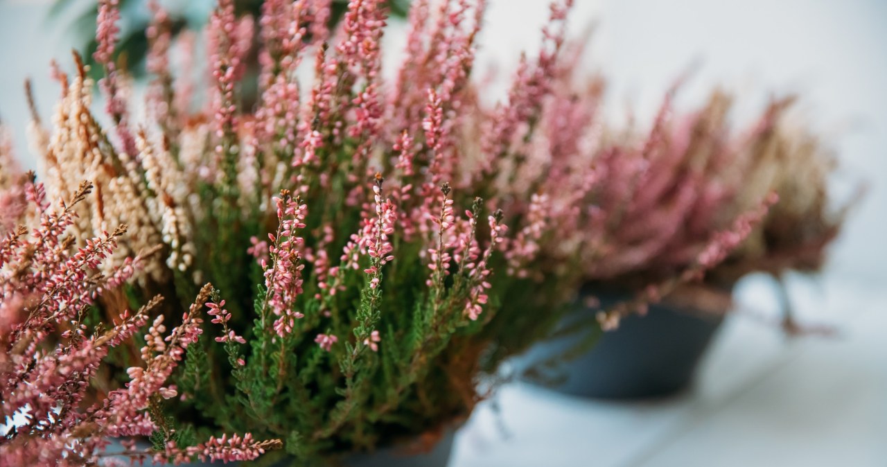To magnes na nieszczęście. Pozbądź się z domu