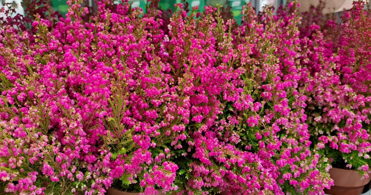 Zamiast do kosza, zalej wodą. Wrzosy będą mienić się barwami z daleka