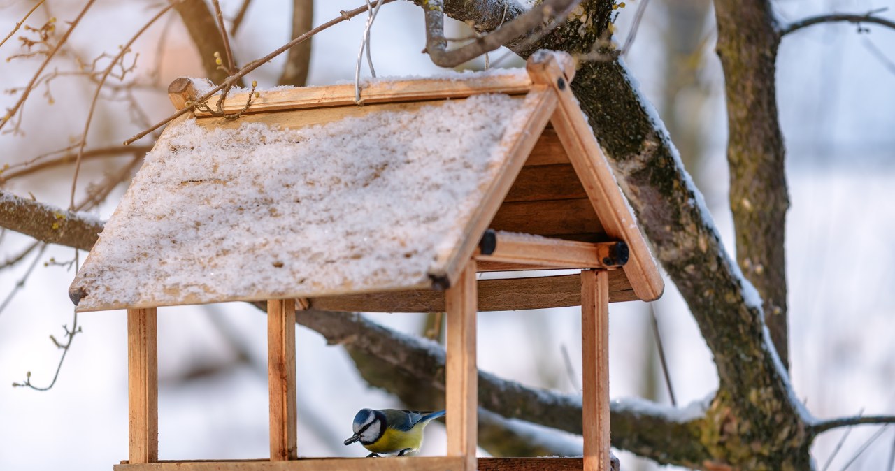 W ten sposób tylko im zaszkodzisz. Oto najlepsza pora na dokarmianie ptaków